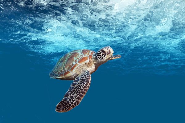 Tortue marine dans les eaux de Guadeloupe